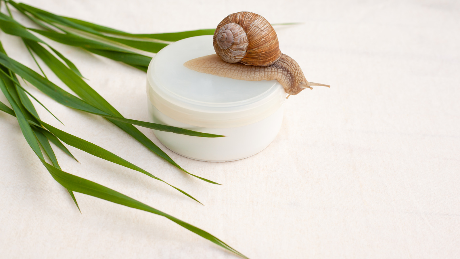 Snail Mucin for Skin: A Comprehensive Guide